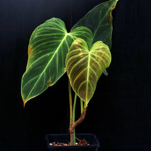 【温室整理SALE】フィロデンドロン・スプレンディド トリュンファン Philodendron Splendid ∂∂∂