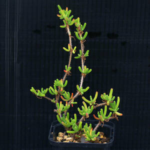【温室整理SALE】ドロサンテムム・ヒスピドゥム Drosanthemum hispidum 盆栽仕立てにできる匍匐メセン ∂∂∂