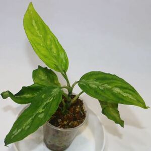 12/16落札　出品番号6番 アグラオネマ ピクタム サイレント Aglaonema pictum 'Silent' from Sumatera Barat【AZ1212-3】