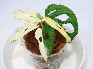 12/31落札　出品番号9番　マドカズラ　モンステラ アダンソニー 斑入り　Monstera adansonii variegated、