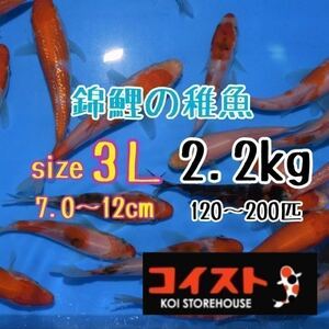 錦鯉稚魚　サイズ3L 2.2㎏　餌用　約7.5～12㎝（120～200匹）プラス100ｇ　選別漏