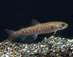 イトウCB // ベビー　///　　//　幻の国産淡水魚　//　出荷はお正月明けになります