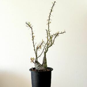 Fouquieria purpusii フォークイエリア プルプシー 【検索用】多肉植物 塊根植物 ファシクラータ 