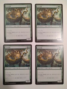 MTG マジックザギャザリング 古き苔髭 日本語版 4枚セット