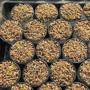 FF7 リトープス 50苗セット カラフル 多肉植物 