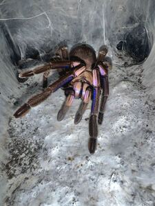 【♀確定】エレクトリックブルーアースタイガー　Chilobrachys sp. Electric Blue タランチュラ　LS13〜14cm程