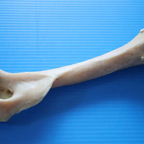 ツキノワグマ 前肢 １本 １７０ｇ 品質最高の画像1