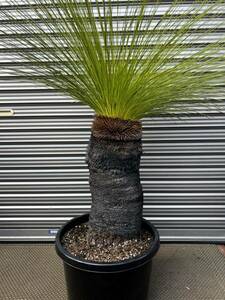 ・WPJ・極太！成長点5つに分頭！？Xanthorrhoea johnsonii クサントロエア　ジョンソニー