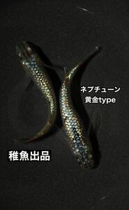 【GMめだか】ネプチューン黄金 type 稚魚 5匹 ※ヤフオク約70万円落札の極上個体血統 あんしん保証 サバンナ メダカ