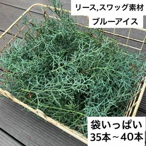 ブルーアイス　リース用カット生木15㎝35〜40本袋いっぱい