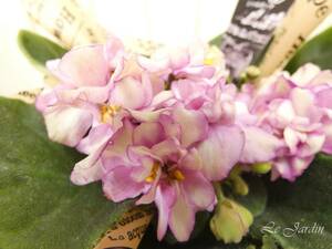 【Ｃｈａｒｌｏｔｔｅ　シャルロッテ】マーブル模様の花色＆八重咲きセントポーリア・４寸鉢