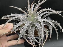 ★ディッキア/sp.バイーア★Dyckia sp.Bahia,leme2778【19.09】_画像3