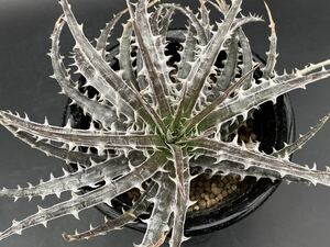 ★ディッキア/sp.バイーア★Dyckia sp.Bahia,leme2778【19.09】