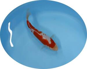 【ＫＨＦ】 錦鯉 紅白 約２１Ｃｍ 青木養鯉場産（山古志）L25A