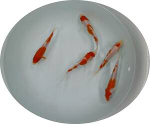 【ＫＨＦ】 錦鯉 紅白 約１３～１４Ｃｍ ５尾セット 青木養鯉場産（山古志）L13H