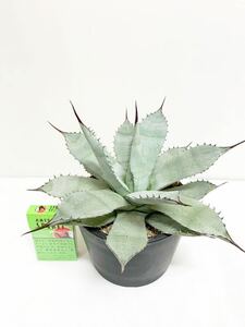 現品　アガベ　チタノタ　パーリー　Agave parryi 多肉植物 サボテン　 (検) オペルクリカリア　パキポディウム コピアポ