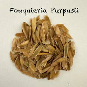 フォークイエリア・プルプシー　種子5個　Fouquieria Purpusii ②