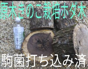 数量限定品　原木きのこ栽培ほだ木　「駒菌打ち込み済み」2種類4本（残りわずか）