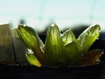 ハオルチア　オブツーサ　多肉植物　　明緑薄窓SO-2・小苗　２　一枚目は親株です_画像4