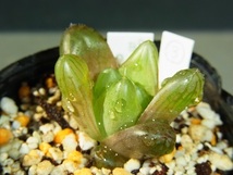 ハオルチア　オブツーサ　多肉植物　　明緑薄窓SO-2・小苗　３　一枚目は親株です_画像3