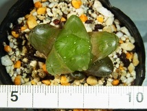 ハオルチア　オブツーサ　多肉植物　　明緑薄窓SO-2・小苗　３　一枚目は親株です_画像5