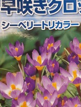 植えっぱなし ★原種クロッカス シーベリートリカラー 球根 5球_画像3