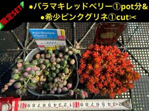 ★限定SET★●バラマキレッドベリー①pot分&●希少ピンクグリネ①cut 多肉植物