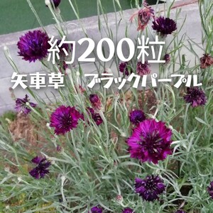 矢車草 約200粒 鞘付 ブラックパープル　暗紫色　矢車菊　★同梱不可　ヤグルマギク　八重咲き　ブラックボール　黒花 コーンフラワー大量