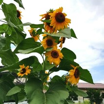 ひまわり　30粒　向日葵　種子　種まき　夏の花　緑肥 同梱可能　花の種　黄色のお花　高性　春蒔き_画像1