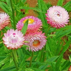 帝王貝細工　10粒　ピンクのみ　花の種　種子　同梱可能　ヘリクリサム　カサカサのお花　ドライフラワー　切り花向き