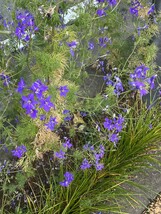 ラークスパー紫 10粒　千鳥草　同梱可能　花の種　種子　春夏蒔き　パープル　チドリソウ　チドリ草_画像3
