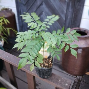 100円～●エスニック料理● カレーリーフ ● カルピンチャ ● カリパタ ●オオバゲツキツ●ナンヨウザンショウ●カレーの香りつけ●薬用●