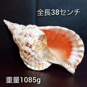 ●特大　ホラ貝●法螺貝　ホラガイ　全長約38cm　重量約1085g　大きな貝殻　魔除け　置物●送料無料●