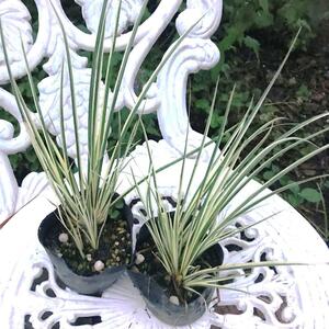 希少観葉植物　黄金セキショウ　10茎　腐葉土育ち　