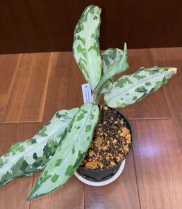 【LA便】Aglaonema pictum tricolor “Endor” 【LA0915-03j】アグラオネマ（用土、鉢、管理タグ付）