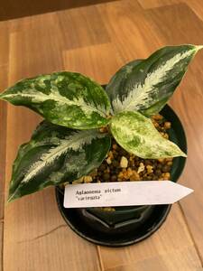 Aglaonema pictum variegata アグラオネマ（用土、鉢、管理タグ付）バリエガータ