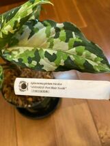 【ID便】Aglaonema アンダマン ポートブレア北部　アグラオネマ （用土鉢、タグ付）Natura増殖株 Trash購入（定価88,000円）_画像2