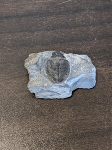 化石　三葉虫　コレクション　アンティーク　コレクター　古生物　産地不明 Proetus　Y563