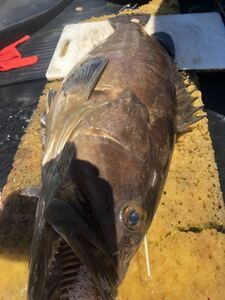 天然クエ「アラ」15.8kg：送料無料：佐賀県玄界灘産：幻の最高級魚：：1匹の１/2価格★真空パック冷凍:鍋や炙り刺身で年末:お正月用