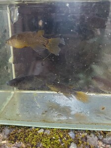 激レア　黒蝶バタフライ　幼魚20匹+α