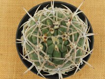 [浦部陽向園]★☆ギムノカリキウム 　フェロシオール 　Gymnocalycium hybopleurum var. ferocior★サボテン　多肉植物★Y1380☆★_画像1