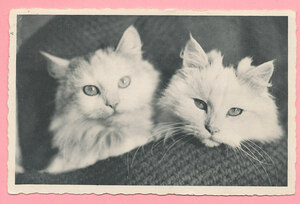 猫(37) C63◆アンティークポストカード フランス ドイツ ベルギー イタリア イギリス ネコ ねこ 子猫 ビンテージ絵葉書