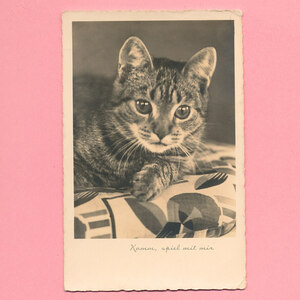 猫(40) C63◆アンティークポストカード フランス ドイツ ベルギー イタリア イギリス ネコ ねこ 子猫 ビンテージ絵葉書