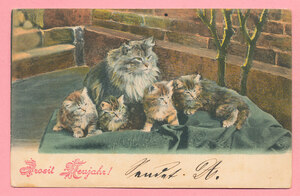 猫(38) C63◆アンティークポストカード フランス ドイツ ベルギー イタリア イギリス ネコ ねこ 子猫 ビンテージ絵葉書