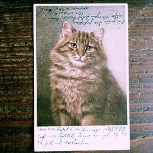 猫(13) C63◆アンティークポストカード フランス ドイツ ベルギー イタリア イギリス ネコ ねこ 子猫 ビンテージ絵葉書