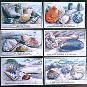 1950年 LIEBIG◆ 海辺の貝殻6種 アンティーク ビンテージ クロモス カード◆イギリス リービッヒ R27