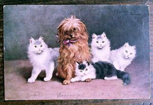 猫(14) C63◆犬 アンティークポストカード フランス ドイツ ベルギー イタリア イギリス ネコ ねこ 子猫 ビンテージ絵葉書