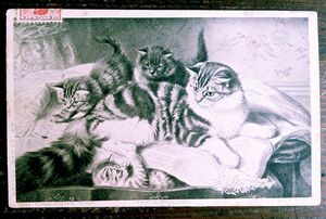 猫(3) C63◆アンティークポストカード フランス ドイツ ベルギー イタリア イギリス ネコ ねこ 子猫 ビンテージ絵葉書