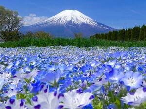  World Heritage Mt Fuji nemophila Mukou . photograph 2 point set A4 size amount attaching 