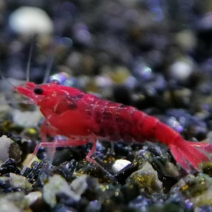 blati Marie shrimp 30 pcs 